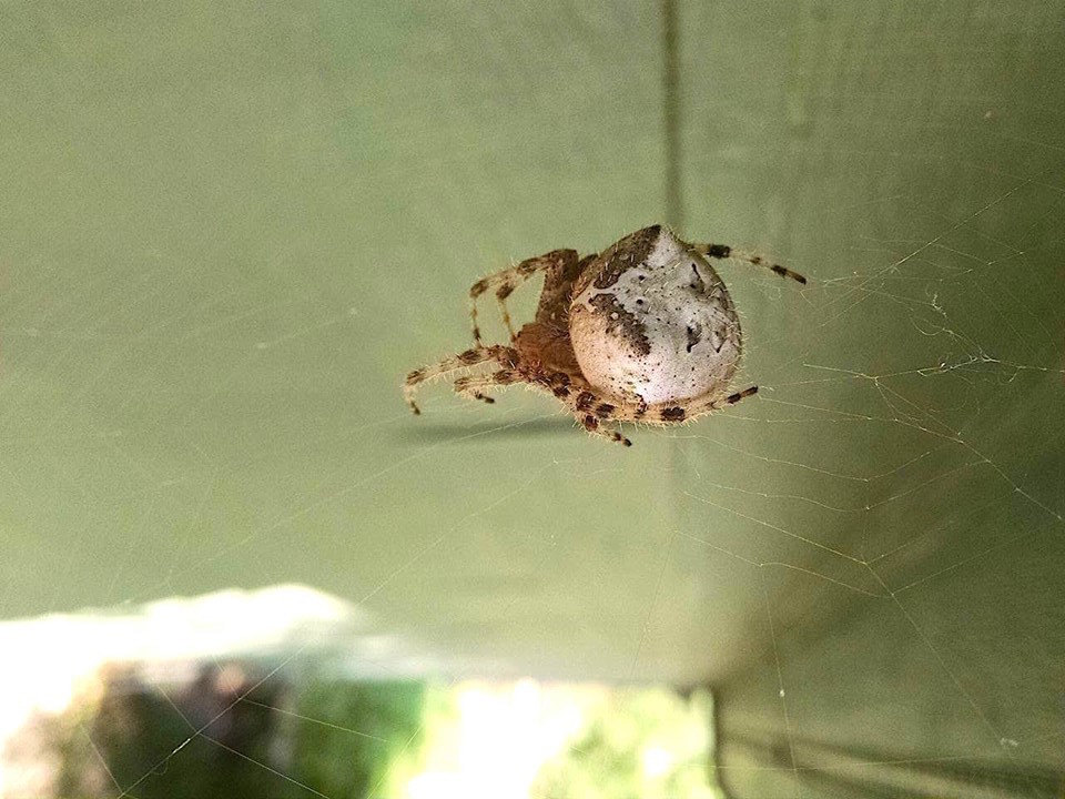 What S Buzzin Orb Weaver Spider Family Araneidae Missoula