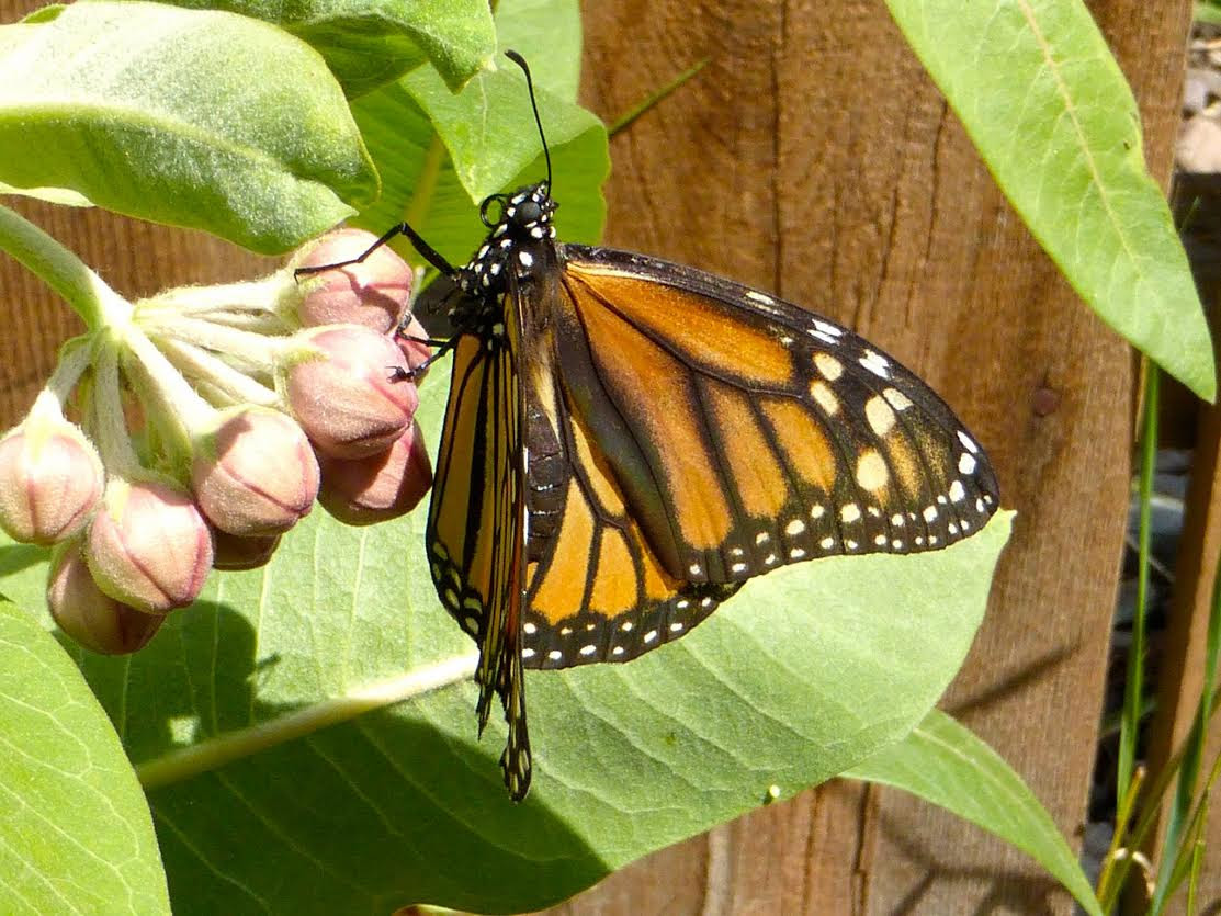 Bugs And Brews: The Monarch Butterfly – Missoula Butterfly House And ...