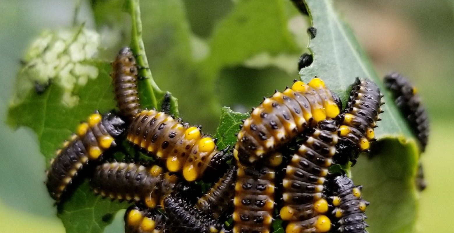 cottonwood-leaf-beetle-chrysomela-scripta-missoula-butterfly-house