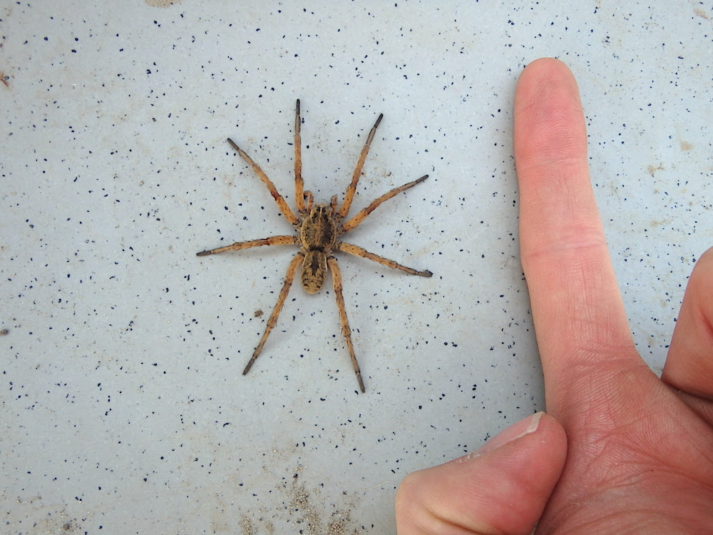 Carolina Wolf Spider (Hogna carolinensis) – Missoula Butterfly House