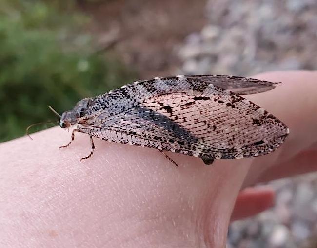 Giant Lacewing Polystoechotes Punctatus Missoula Butterfly House