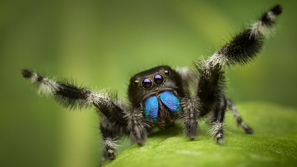 Notes from the Lab: Jumping Spiders – Missoula Butterfly House and