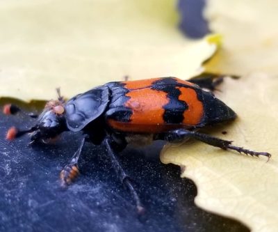 beetle sexton burying nicrophorus banded bellied guttula investigator either