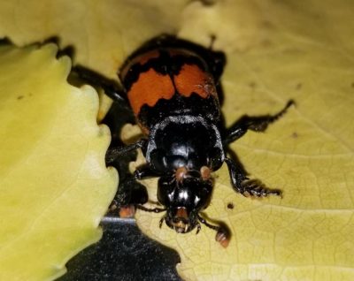 nicrophorus beetle banded burying sexton guttula investigator bellied