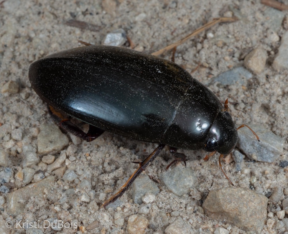 largest alaskan beetle