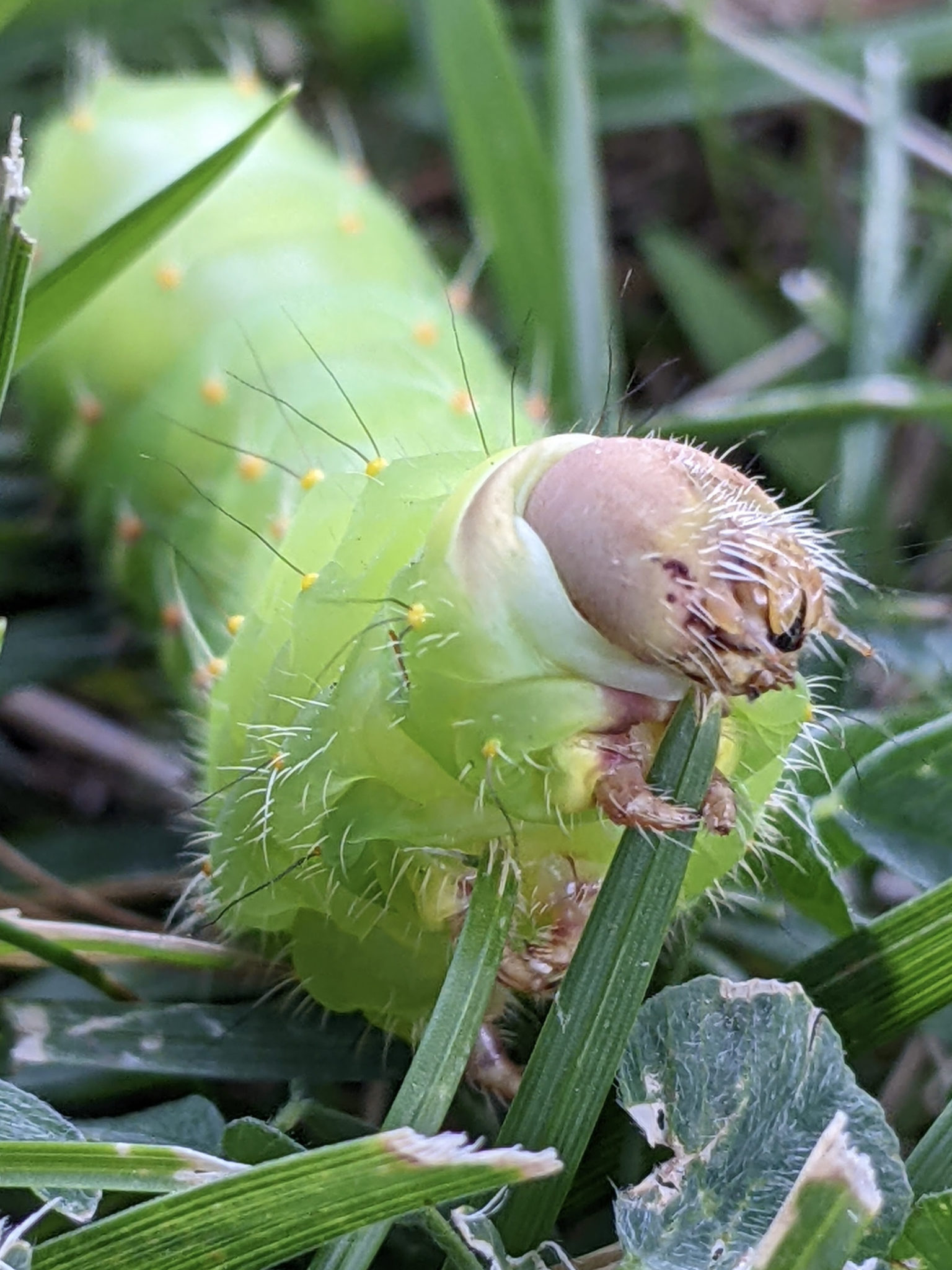 Polyphemus Moth Caterpillar Antheraea Polyphemus Missoula Butterfly