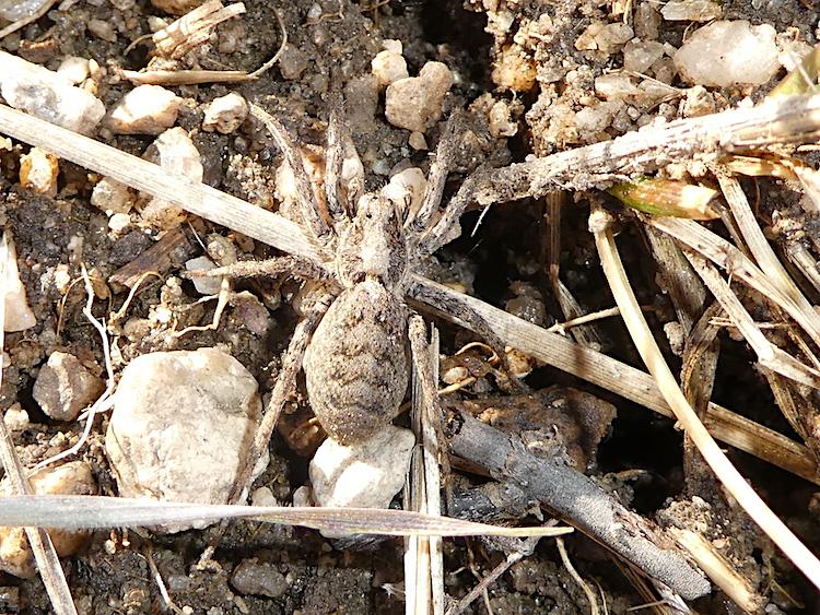 Closeup of a gray wolf spider.