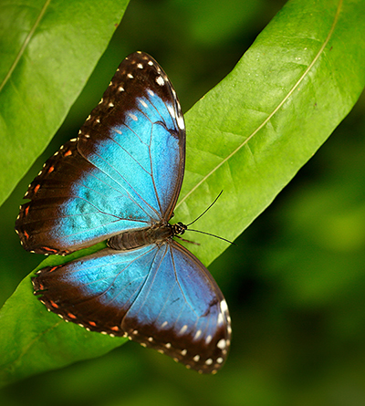 Missoula Butterfly House & Insectarium – Exploring The Little Things ...