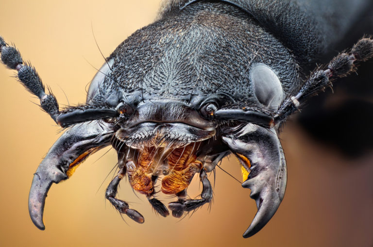 Mouthpart Microscope Adventures – Missoula Butterfly House and Insectarium