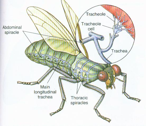 notes-from-the-lab-insect-respiration-missoula-butterfly-house-and