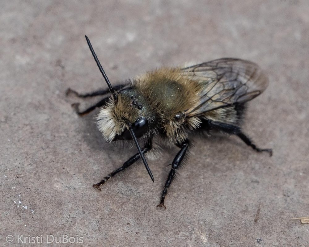 Blue Orchard Mason Bee, male (Osmia lignaria) – Missoula Butterfly ...