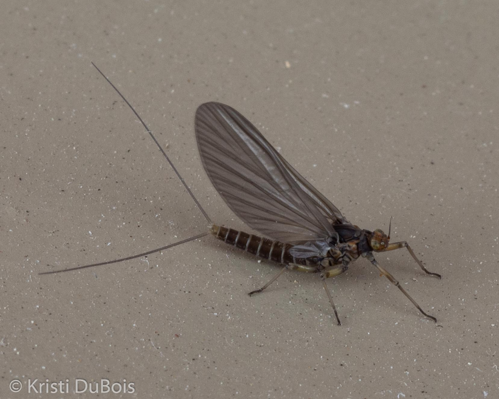 Mayfly (order Ephemeroptera) – Missoula Butterfly House And Insectarium