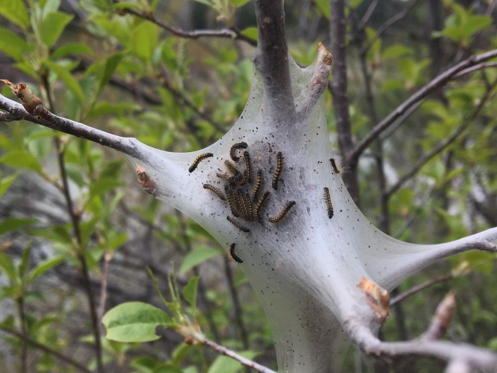 Western Tent Caterpillars (Malacosoma californicum) Missoula