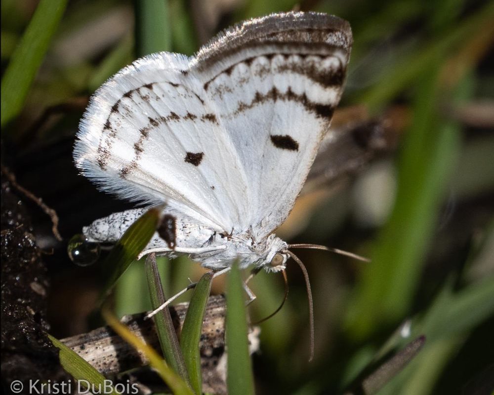 Bluish Spring Moth or Wild Cherry Looper (Lomographa semiclarata