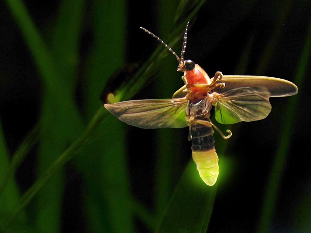 Notes from the Lab: Fireflies – Missoula Butterfly House and Insectarium