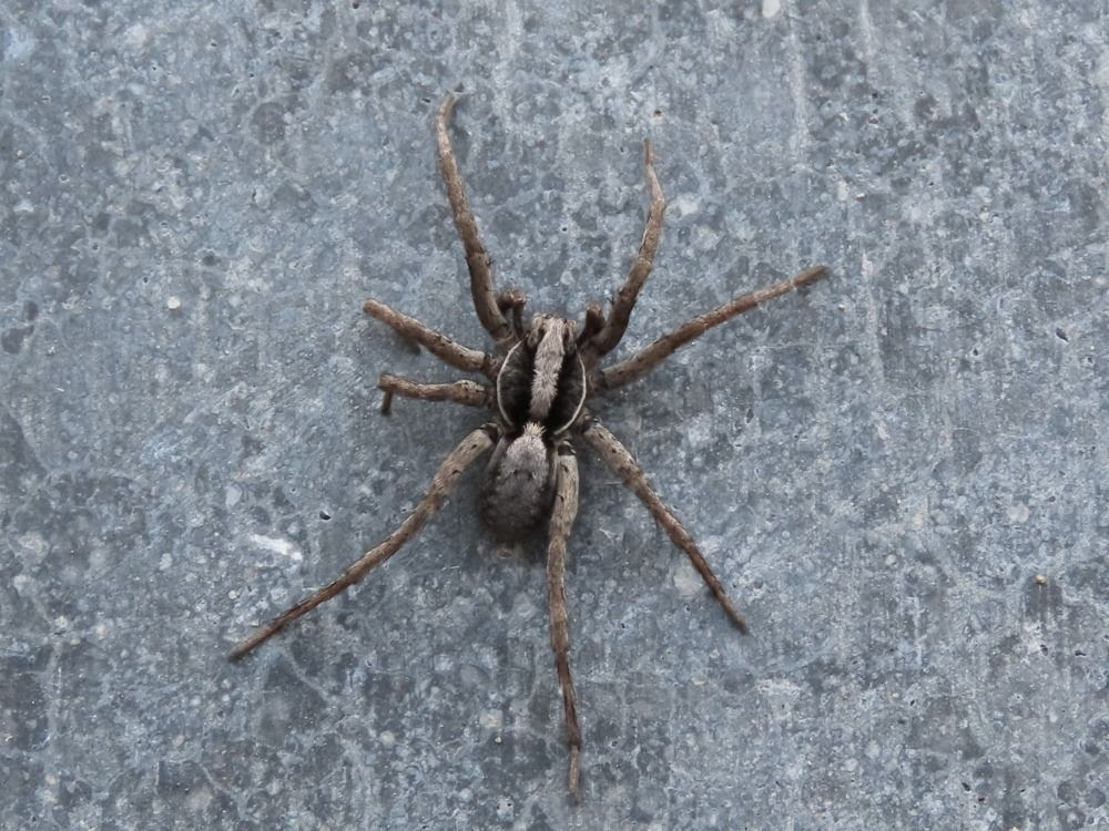 Forest Wolf Spider (Hogna frondicola) – Missoula Butterfly House and ...