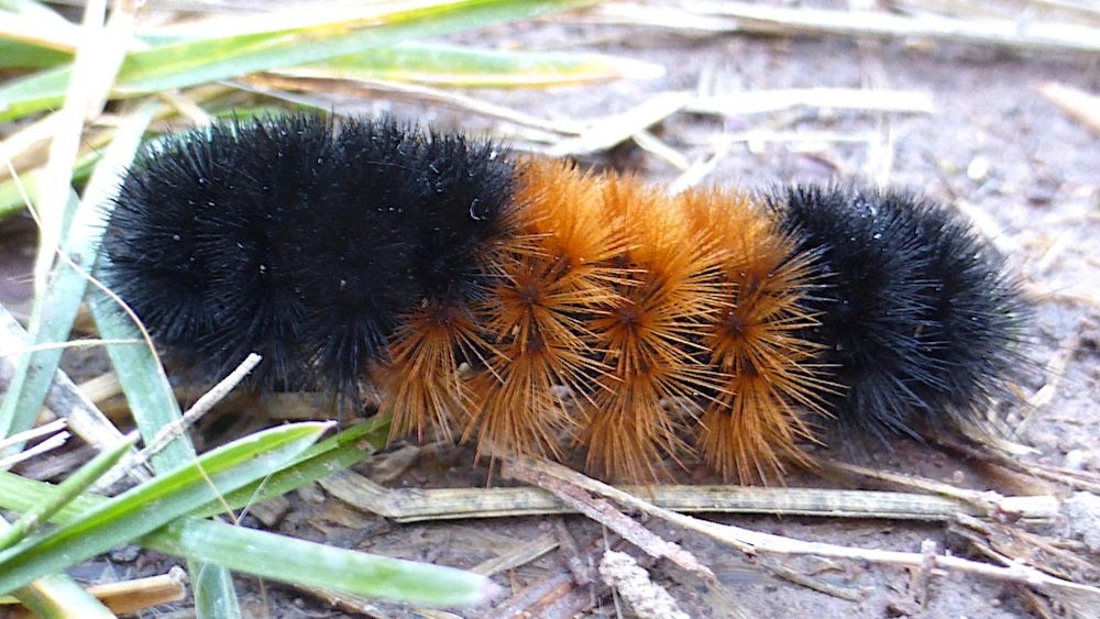 Isabella Tiger Moth Caterpillar Or Woolly Bear Pyrrharctia Isabella