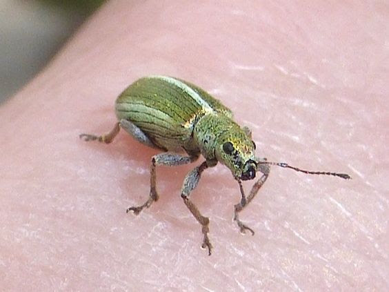 Pine Needle Weevil (Pachyrhinus elegans) – Missoula Butterfly House and ...