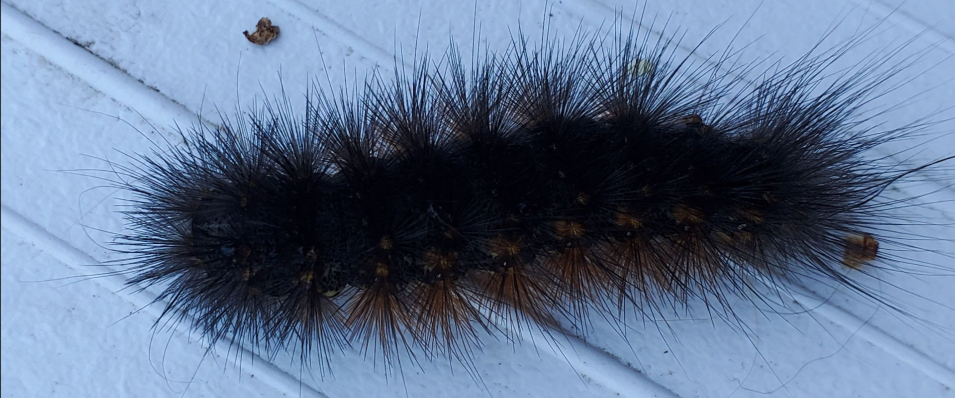 Salt Marsh Tiger Moth Caterpillar (Estigmene acrea) – Missoula ...