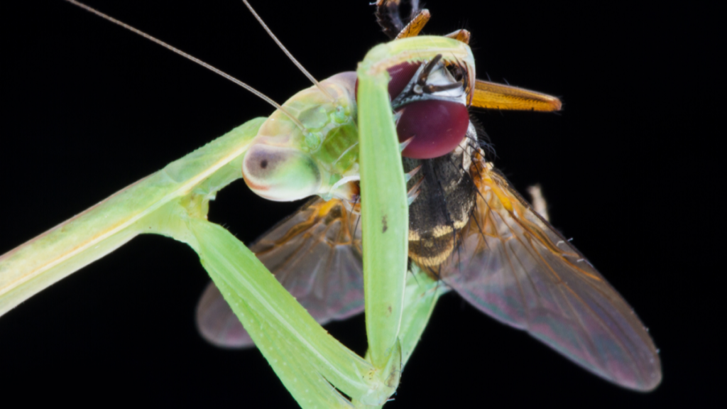 TruBlu Supply Mantis Man Live Fresh Fruit Fly Culture (Drosophila Hydei) -  Praying Mantis Mantid Frog Lizard Food - 32oz Cup