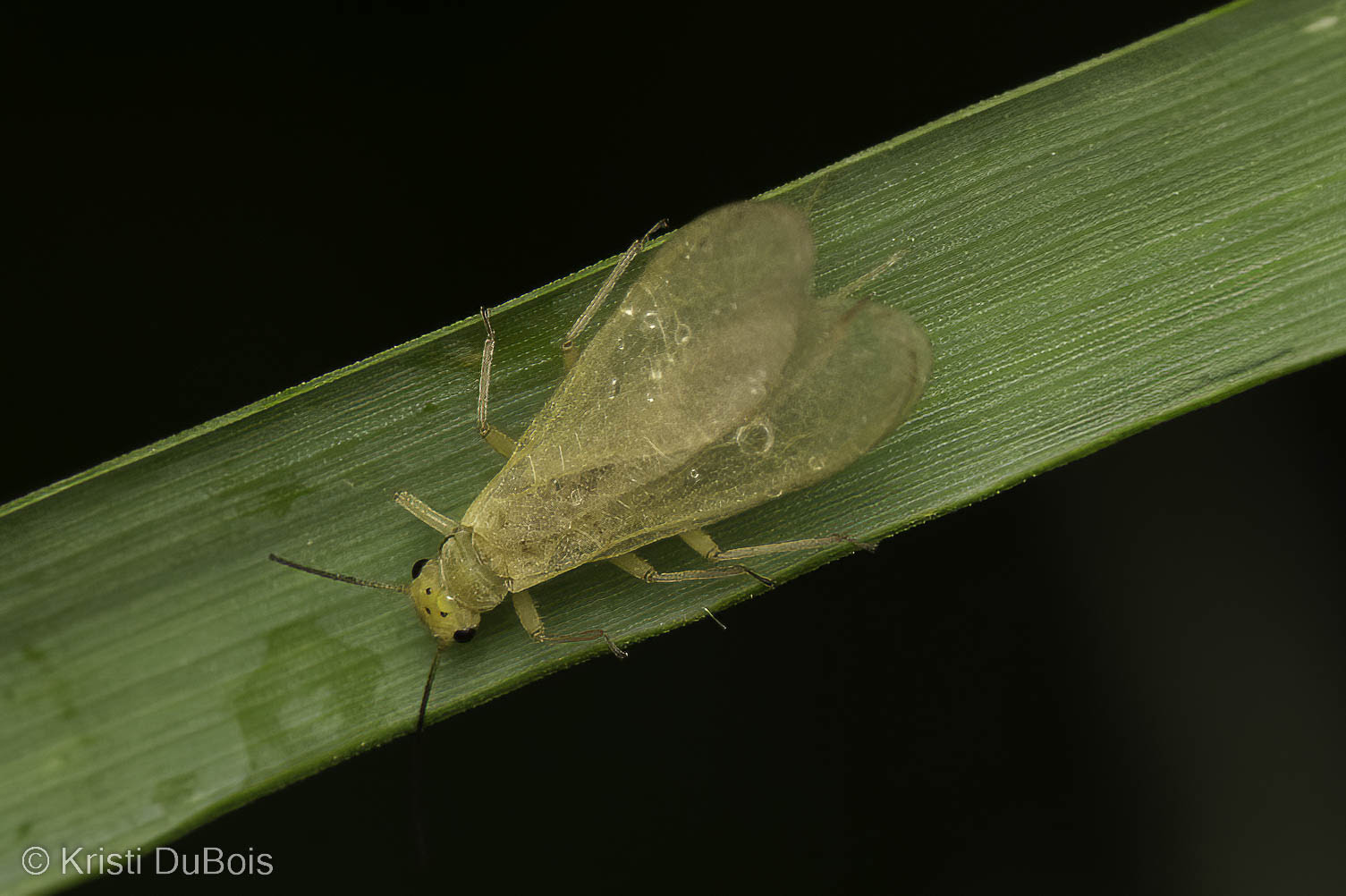 Giant Lacewing - Polystoechotes punctata 