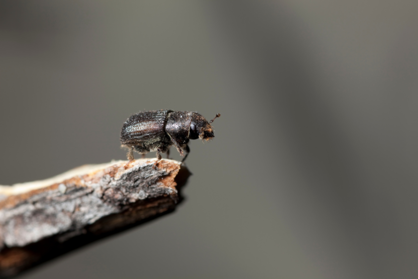 Missoula Butterfly House & Insectarium – Exploring The Little Things ...