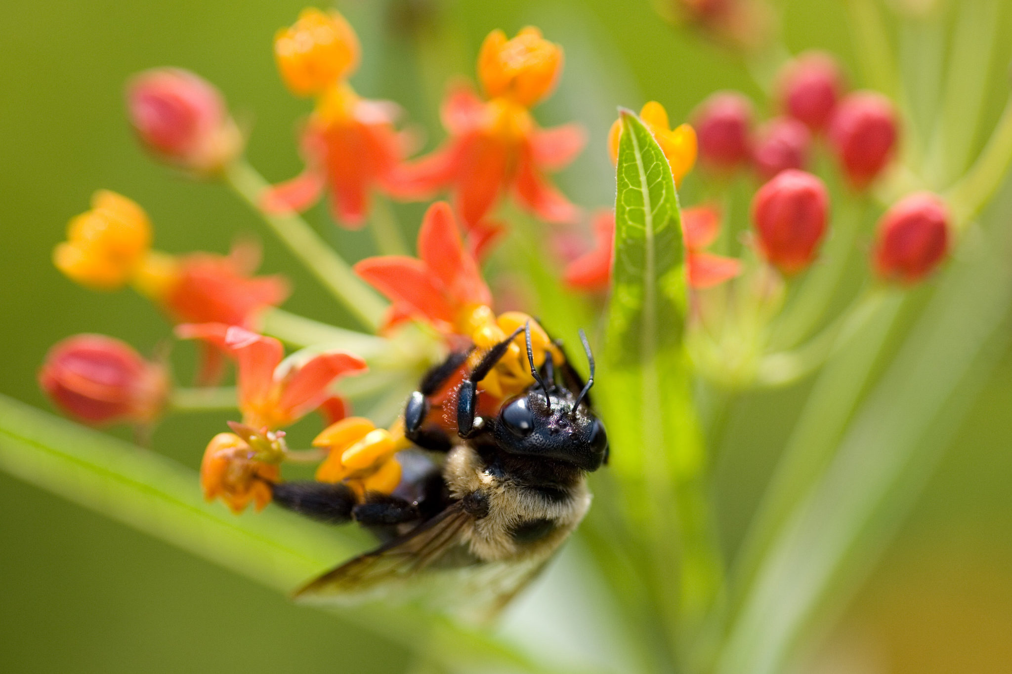 Missoula Butterfly House & Insectarium – Exploring The Little Things ...