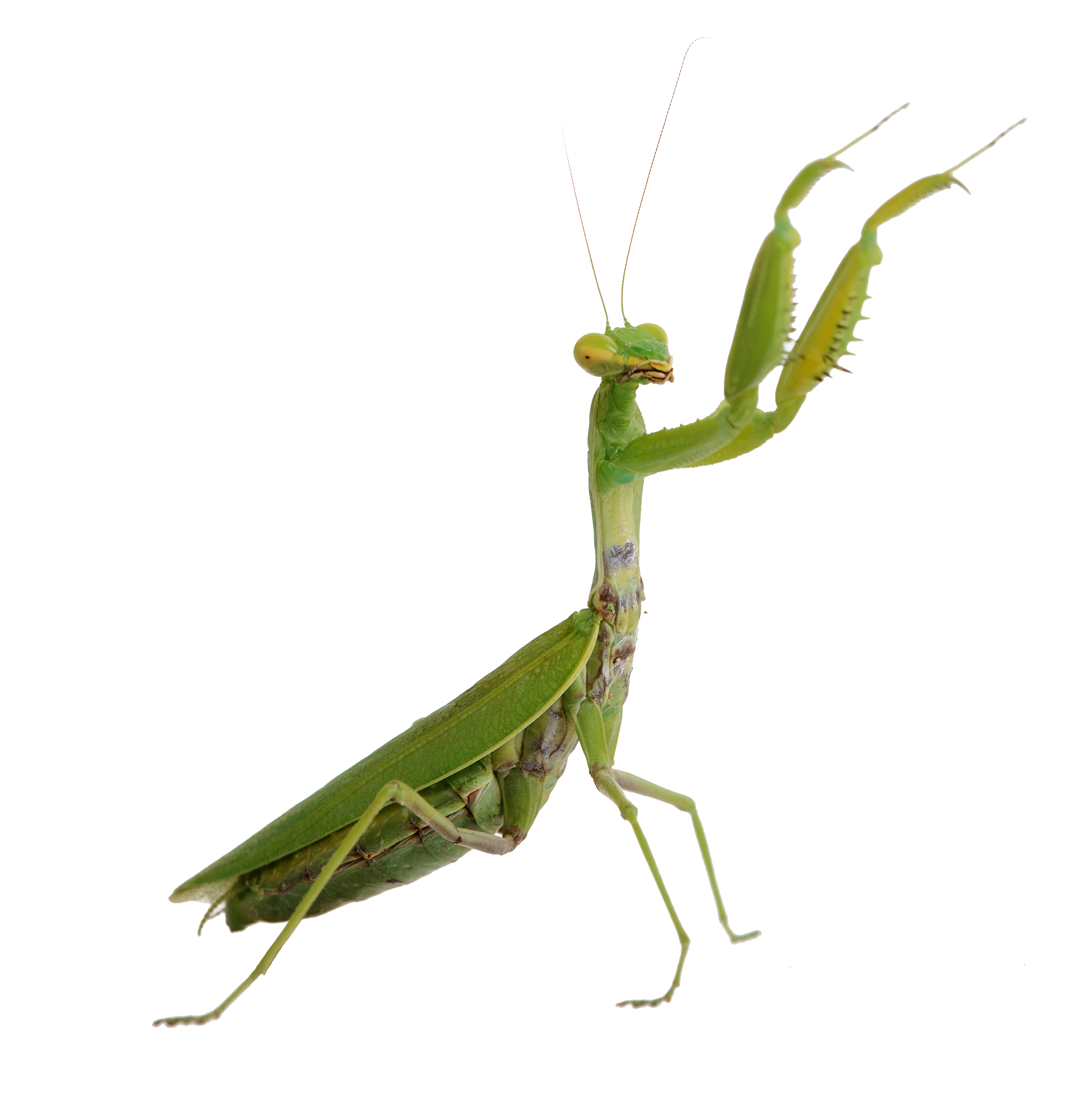 Photo of a praying mantis with it's front legs outstretched on a white background.