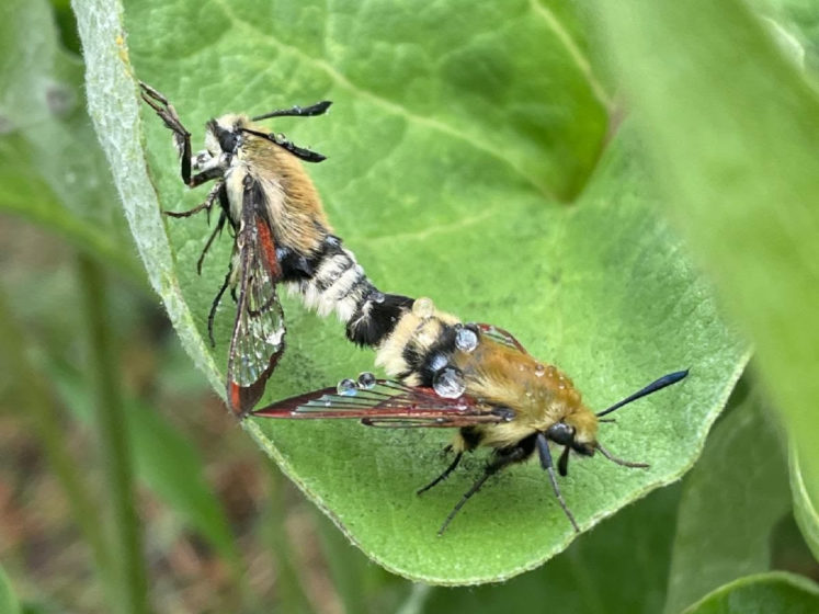 Missoula Butterfly House & Insectarium – Exploring The Little Things ...