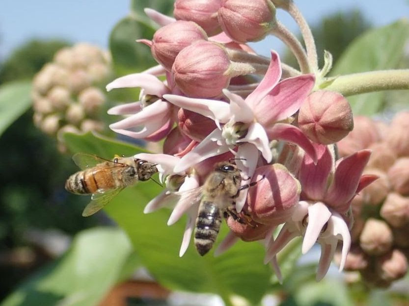 Missoula Butterfly House & Insectarium – Exploring The Little Things ...