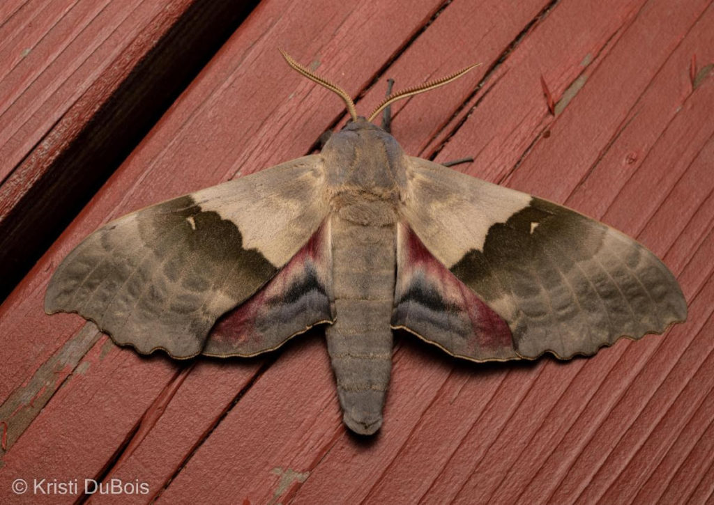 Missoula Butterfly House & Insectarium – Exploring The Little Things ...