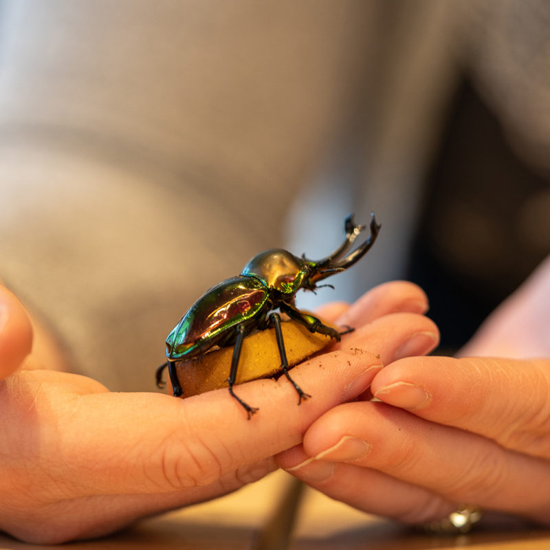Close-up photo of hands holding a Rainbow Stag Beetle.