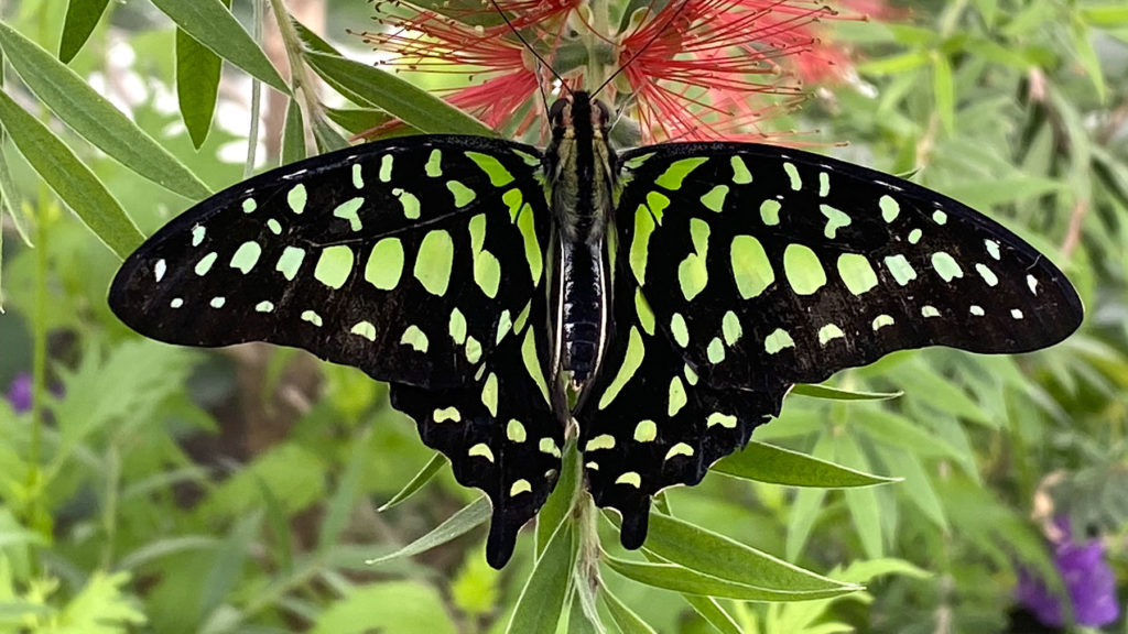 Events From December 13 – December 17 – Missoula Butterfly House ...