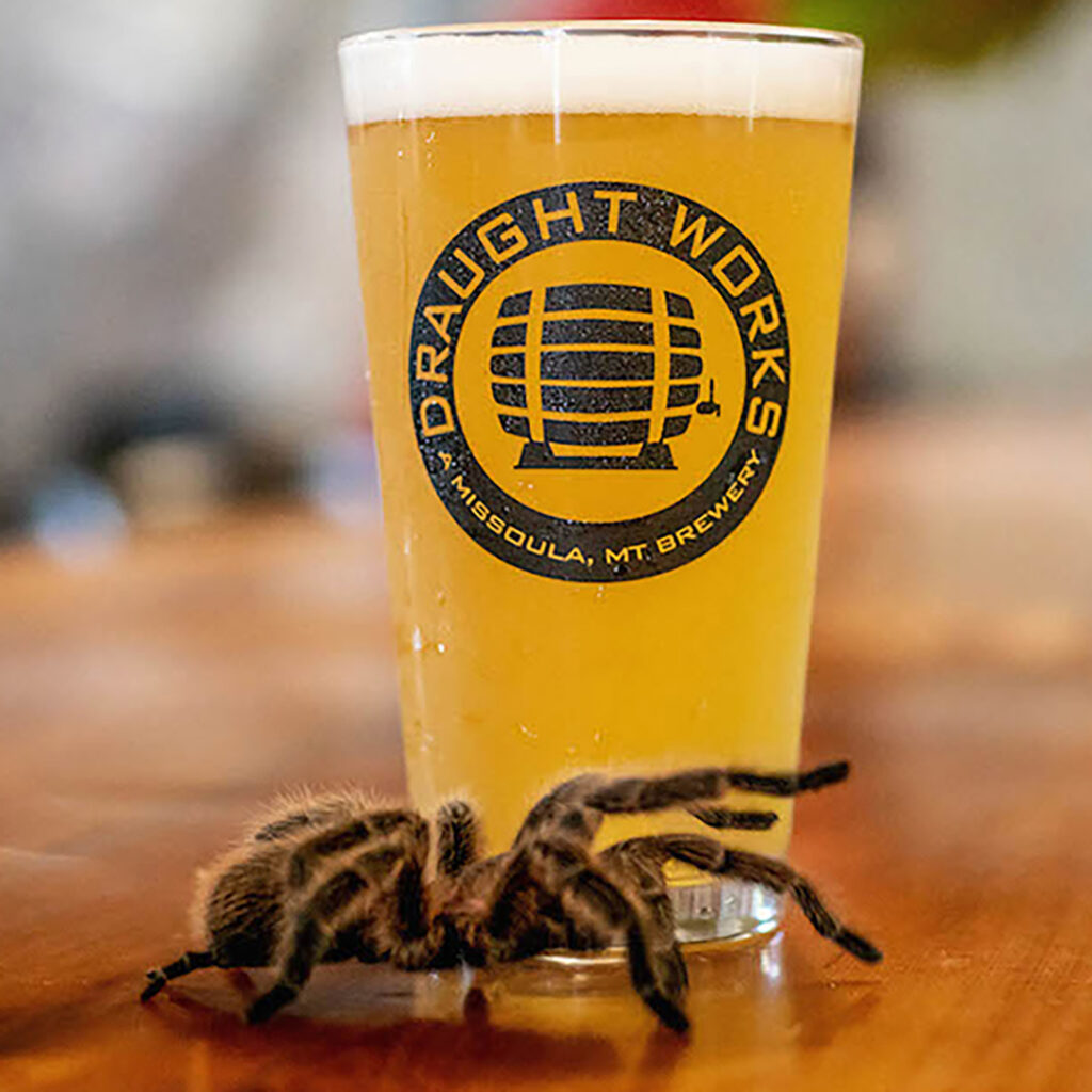Photo of Rosie the tarantula crawling in front of a pint of beer from Draught Works Brewery.