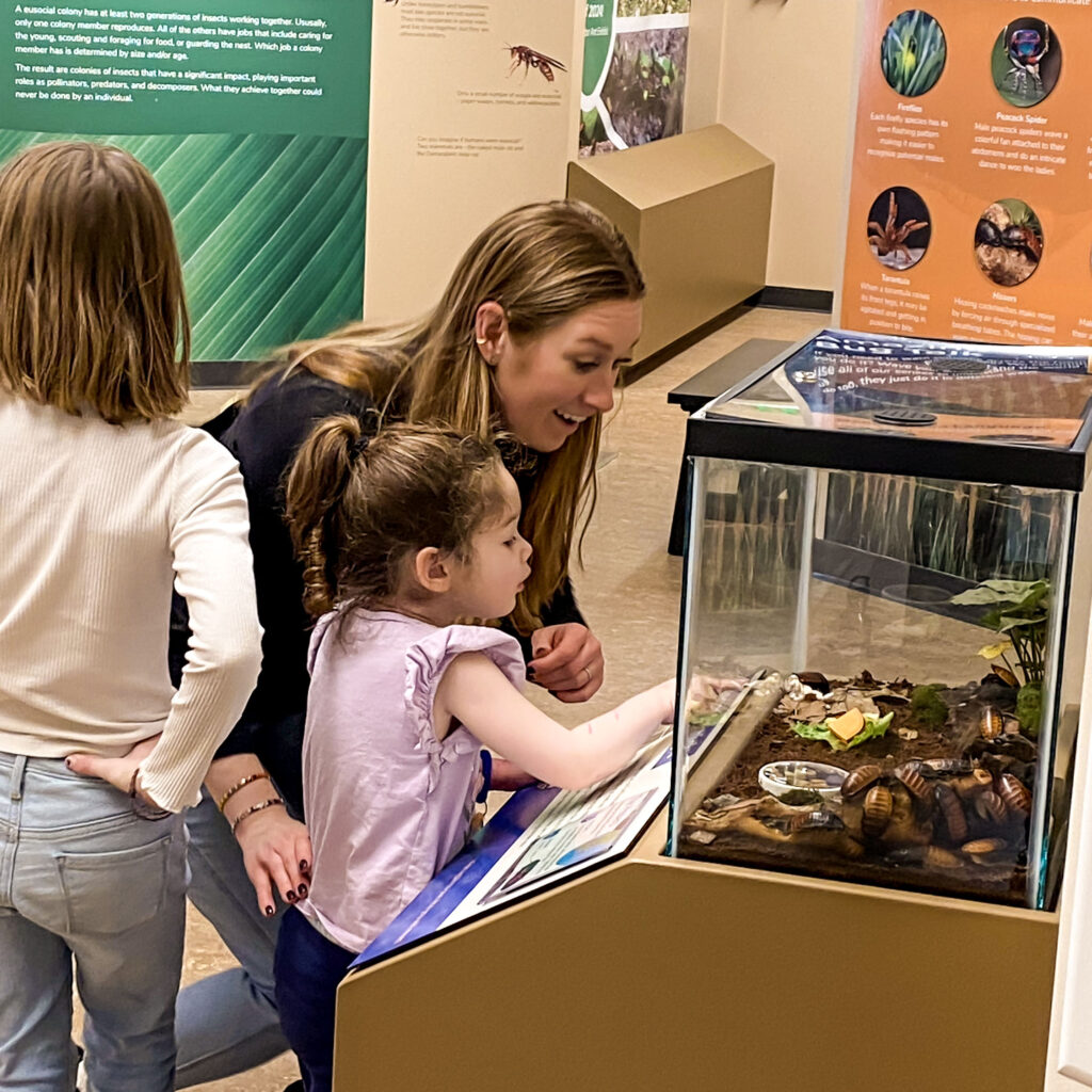 Photo of a mom with her young daughter looking at the cockroach inclosure in the insectarium.