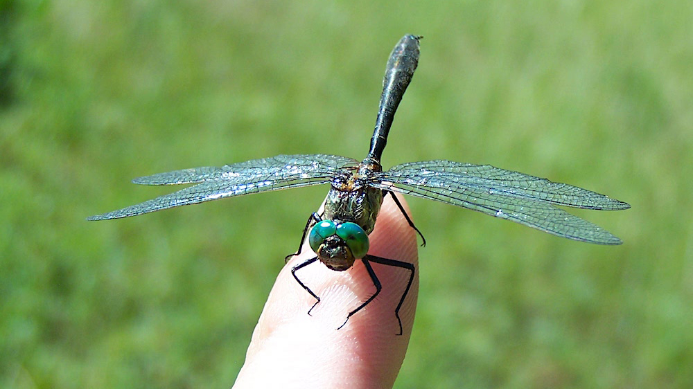 Photo of a dragonfly resting on a person's finger.