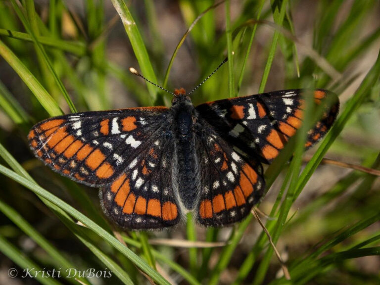 Missoula Butterfly House & Insectarium – Exploring The Little Things ...