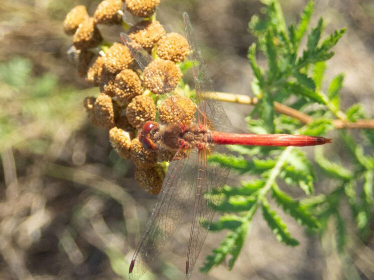 Missoula Butterfly House & Insectarium – Exploring The Little Things ...