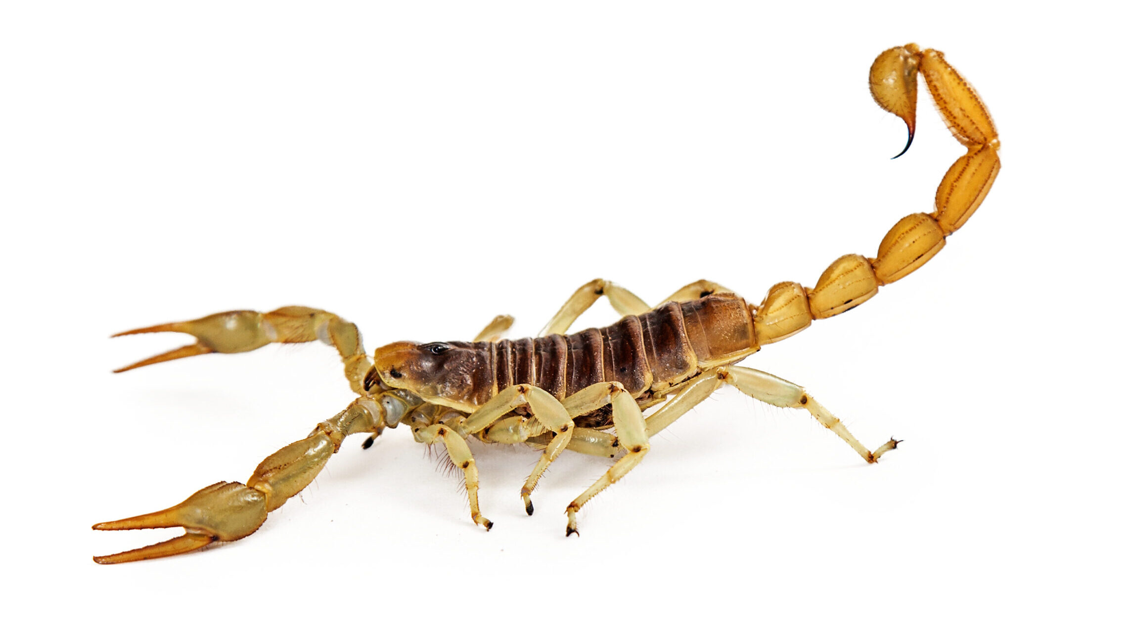 A side view of a large yellow desert scorpion with its stinger raised