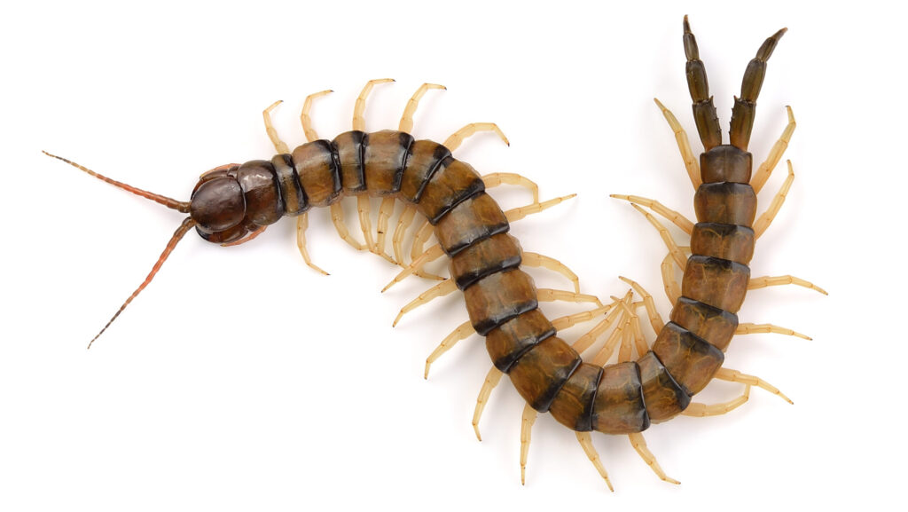 A top-down shot of a large yellow and blue centipede irolated on a white background