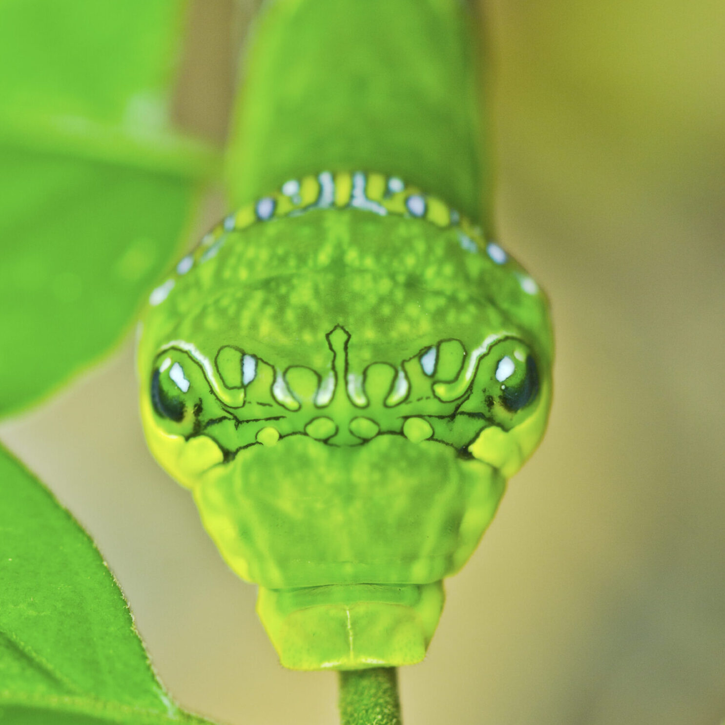 Green caterpillar mimicking a snake.