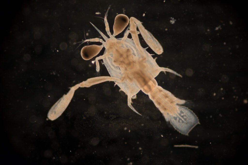 A free-floating post-larval form of a crab with large eyes and the beginning form of pinchers