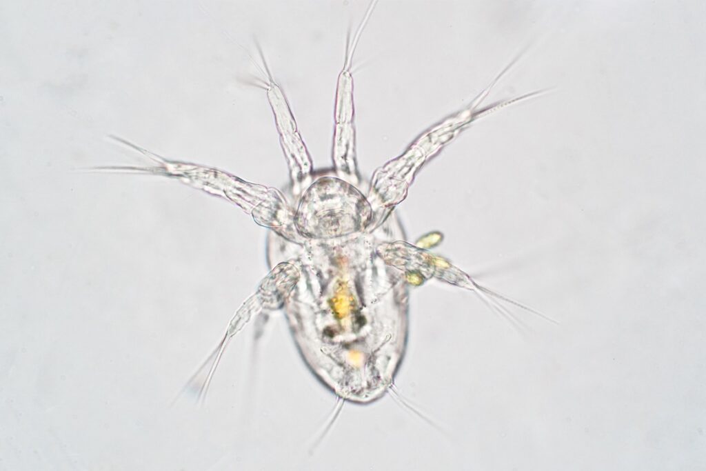 A free-floating microscopic zooplankton