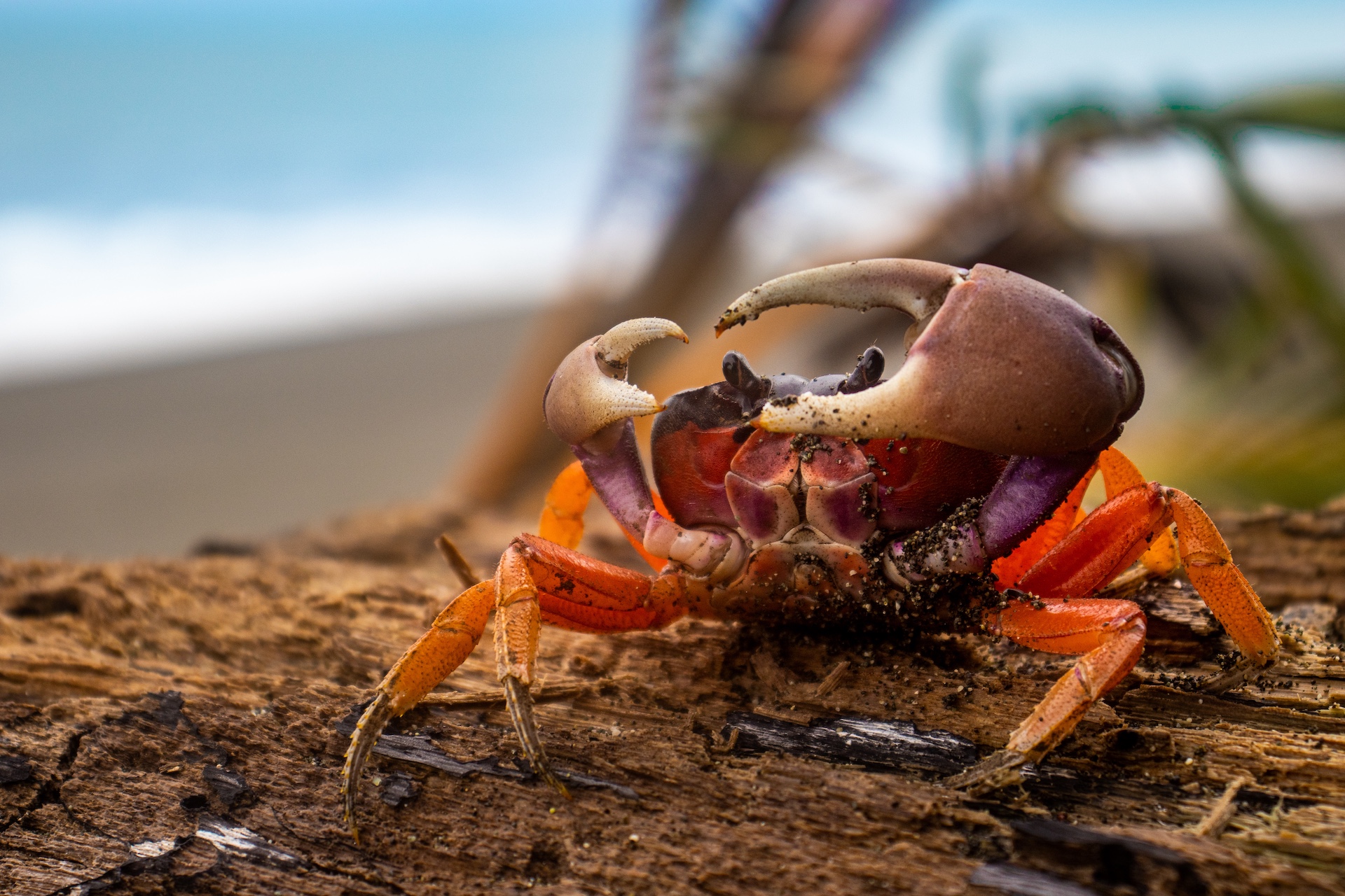 A colorful crab perched on a log raising its claws