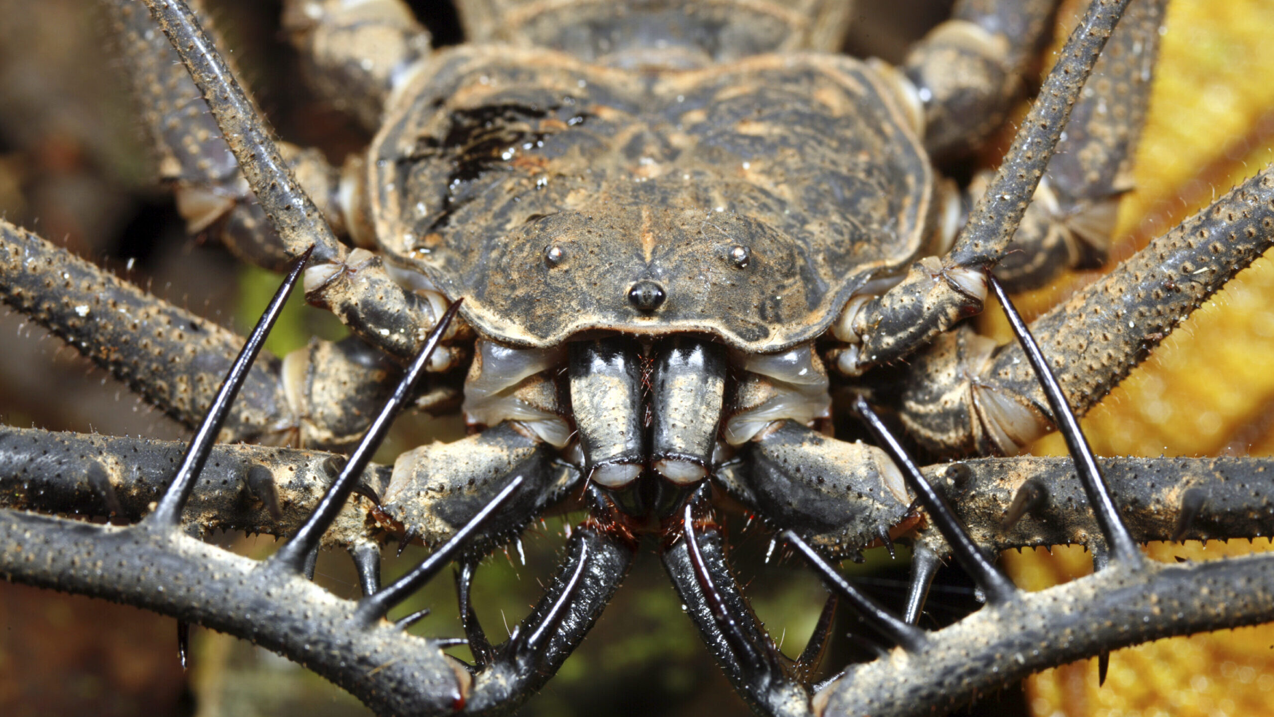 A close up of a tailless whip spider, detailing the eyes, chelicerae and pedipalps.